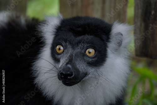 Black-and-white ruffed lemur head closeup photo
