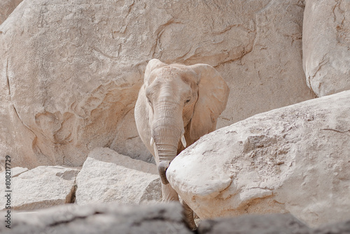 African elephant peeking over boulders in a dry habitat photo