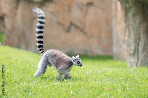 Lemur catta on the move in lush green habitat photo