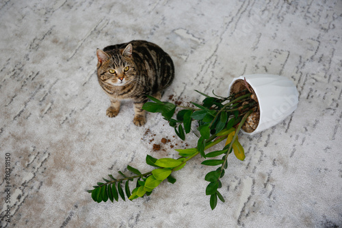 The cat overturned a pot with a flower on the floor.