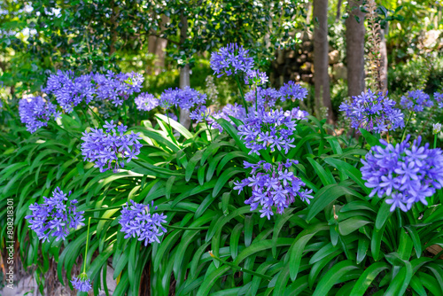 Fototapeta Naklejka Na Ścianę i Meble -  beautiful agapanthus africanus flowers in the Jardins do Palacio de Cristal Crystal Palace gardens