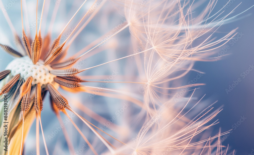 Obraz premium Delicate Dandelion Seed Head Close-Up