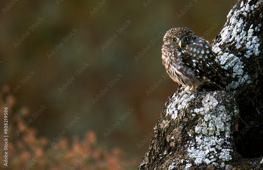 Little Owl Camouflaged on a Tree Branch in the Woods Little Owl Camouflaged on a Tree Branch in the Woods