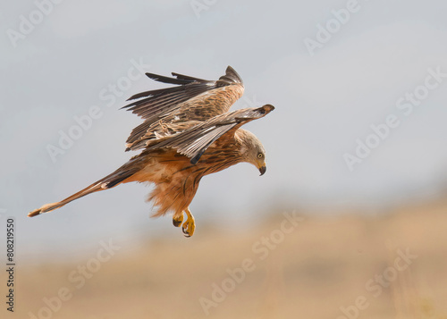 Red Kite in Mid-Flight with Outstretched Wings