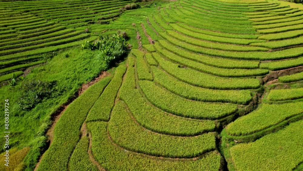 4K Aerial Drone video of the most beautiful vivid green Cadapdapan rice terraces with a hill in the middle and small local houses and sheds around in Bohol Philippines