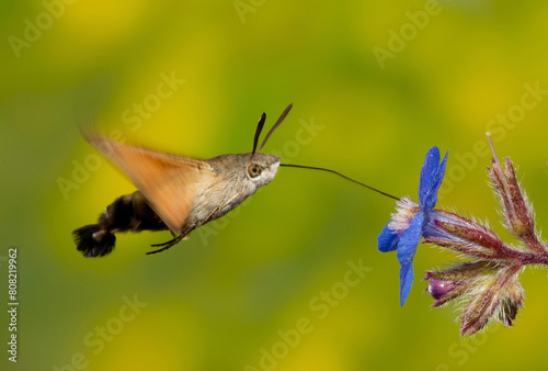 Sphinx Hummingbird Moth Feeding on Wildflower photo