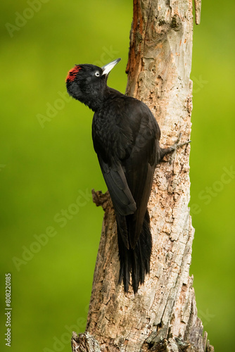 Wallpaper Mural Black Woodpecker Perched on Tree Trunk Torontodigital.ca