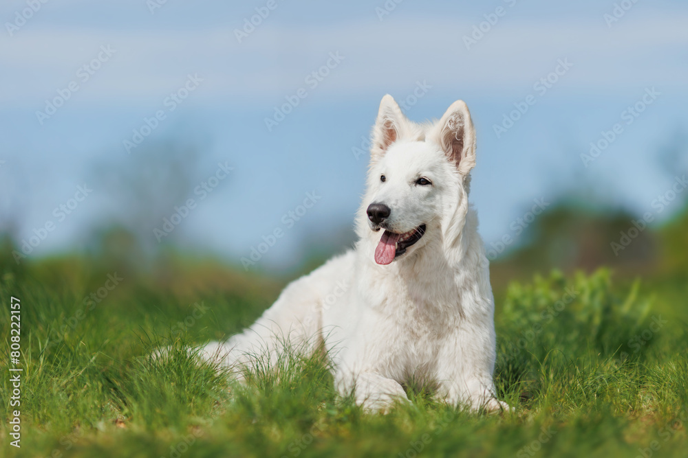 the dog White Swiss Shepherd Dog in park. the dog White Swiss Shepherd Dog in park.
