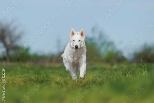 the dog White Swiss Shepherd Dog in park.