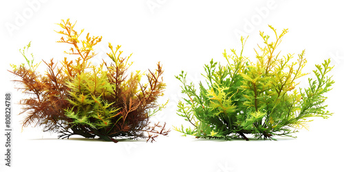 Two isolated aquarium plants, one green and the other brown with yellowish edges, on a white background