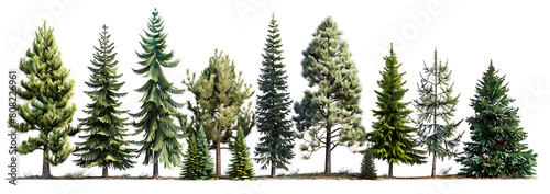 pine trees  from small to tall and dense against a white background