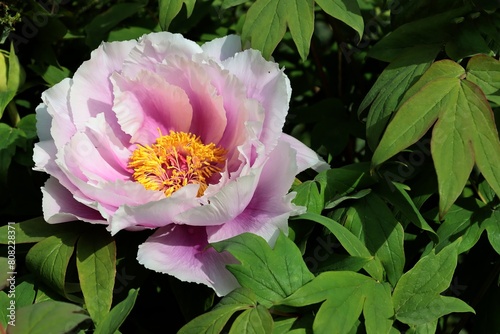 Fototapeta Naklejka Na Ścianę i Meble -  pretty pink peony flowers at spring close up