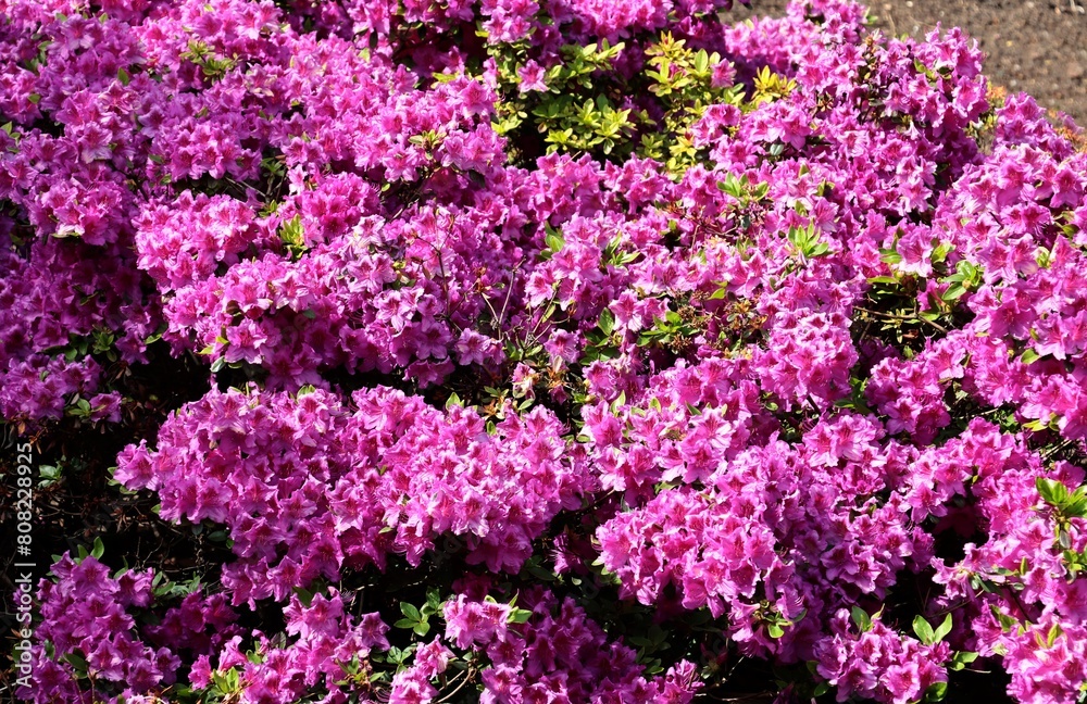 pretty colorful flowers of rhododendron bush close up pretty colorful flowers of rhododendron bush close up