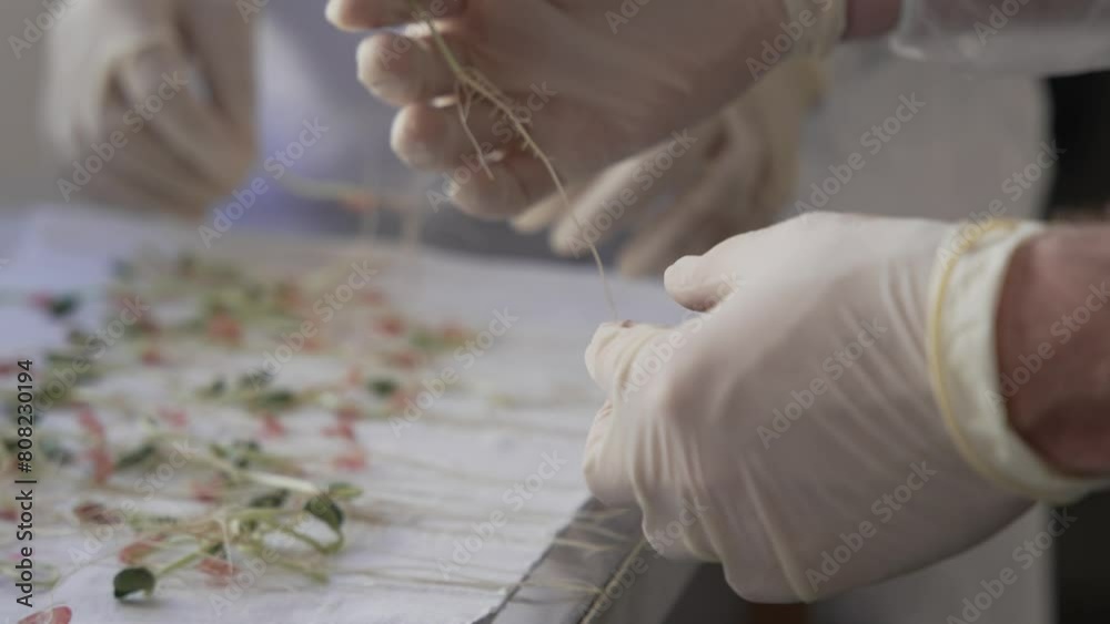 soy crops being analyzed in laboratory soy crops being analyzed in laboratory
