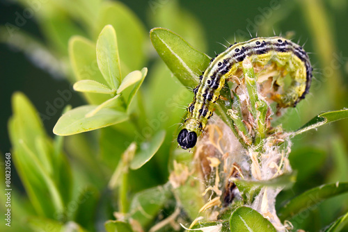 Caterpillar of Box tree moth, cydalima perspectalis, on Boxwood, Buxus sempervirens, close-up of a destroyed boxwood branch with green caterpillar photo