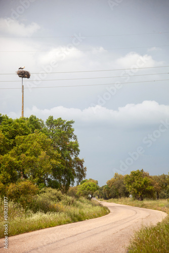 A straight road stretches into the Alentejo landscape under a clear blue sky. To the right, an electricity pole holds a large stork nest, where a stork is perched, adding a touch of wildlife .