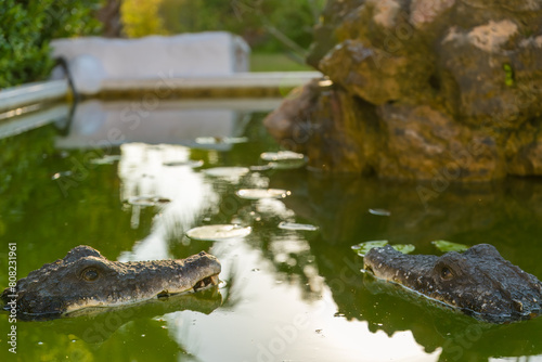 Pair of fake alligators or crocodiles in murky green waters to scare birds. Tread carefully. Financial scam. Caution.