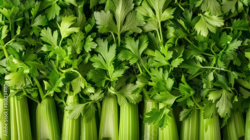 Fresh Celery Stalks and Leaves Texture.