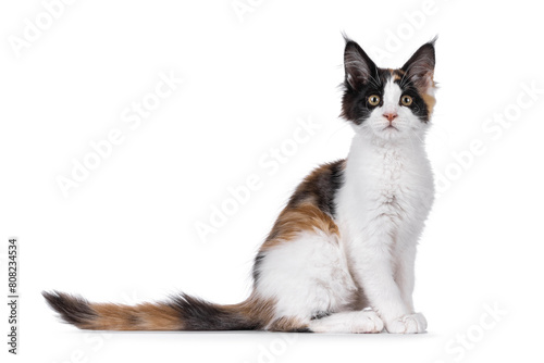 Curious tortie maine coon cat kitten, sitting up side ways. Looking straight to camera. Isolated on a white background.