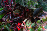 Background of leaves of different varieties of decorative begonias