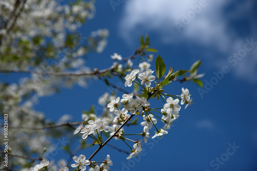 white cherry blossoms on a sunny spring day