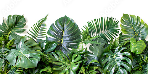 Green tropical plants with Monstera and fern leaves on a white background