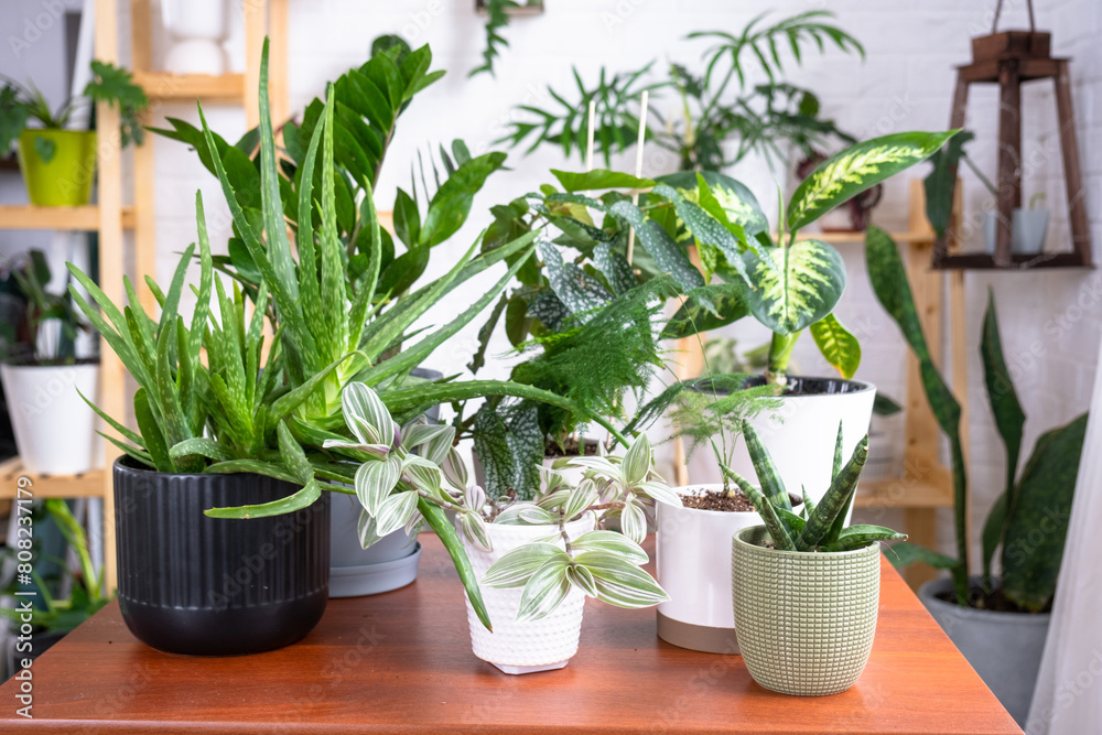 Fototapeta premium Group of popular indoor plants on the table in the interior: Calathea, aloe, diffenbachia, sansevieria, ficus. Houseplant Growing and caring for indoor plant, green home, irrigation, fertilizers