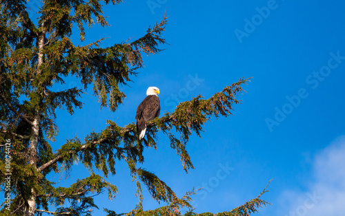 A Bald Eagle perched in a tree in Ketchikan, Alaska