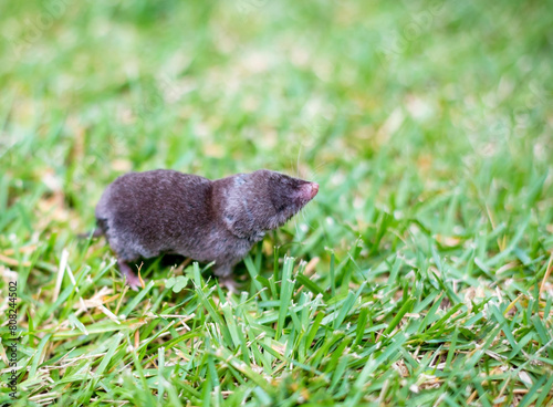 A North American Least Shrew in the grass