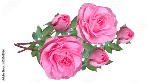 Pink roses isolated on transparent background