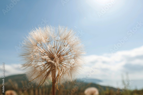 Dandelion