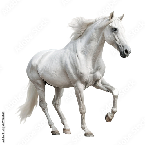 White horse on transparent or white background