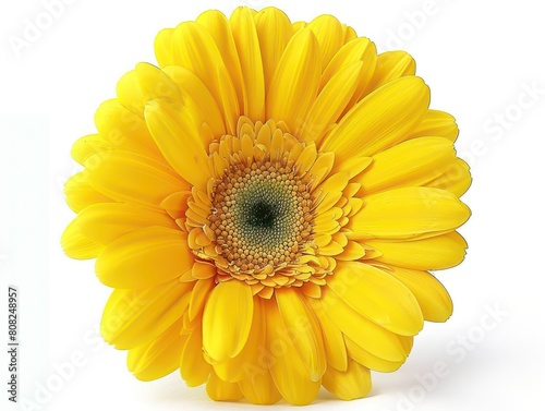 yellow gerbera flower on white background