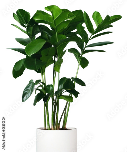PNG  Emerald beckoning houseplant leaf freshness flowerpot.