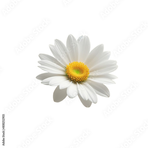 TRANSPARENT PNG ULTRA HD 8K A white daisy with a yellow center blooms on a transparent background  symbolizing purity and innocence. Its five symmetrical petals exude love and friendship 