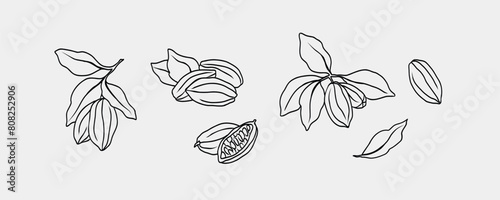 Line art cacao collection. Hand drawn cocoa beans