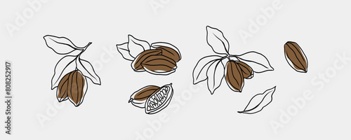 Line art cacao set. Hand drawn cocoa beans