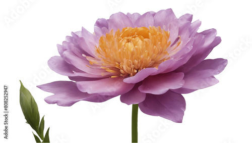 TRANSPARENT PNG ULTRA HD 8K A pink peony with a yellow center and green leaves, set against a transparent background