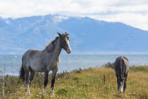 Horse in Patagonia