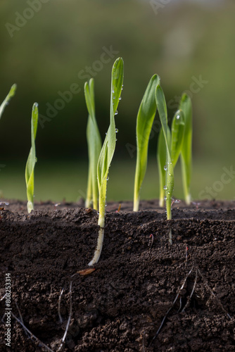 Fresh green wheat plants with roots