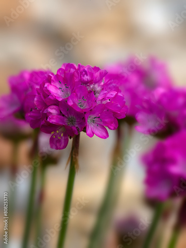 Closeup of flowers of Sea thrift  Armeria maritima  Splendens   in a garden in early summer