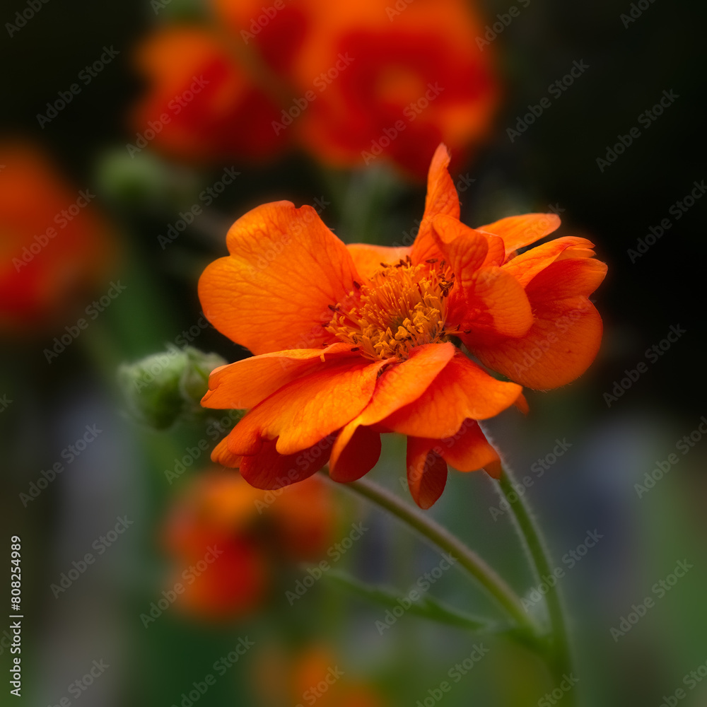Closeup of flowers of Geum 'Dolly North' in a garden in early summer Closeup of flowers of Geum 'Dolly North' in a garden in early summer