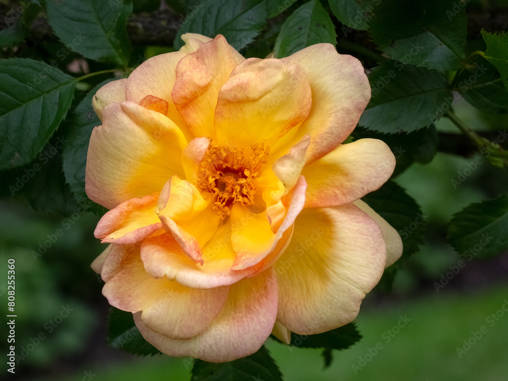 Closeup of rose bloom flower of Rosa 'Maigold' in a garden in early summer
