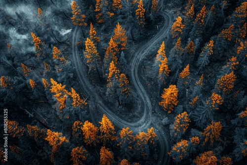 A striking autumnal forest is bisected by a winding dirt road from an aerial vantage point © Larisa AI