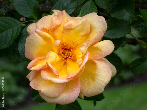 Closeup of rose bloom flower of Rosa  Maigold  in a garden in early summer 