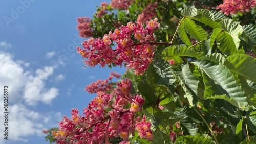 Aesculus carnea Red horse-chestnut tree, blossom of red buckeye. photo