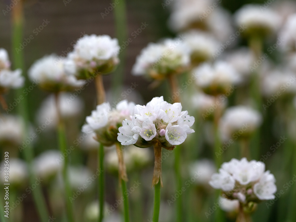 Closeup of flowers of Armeria maritima 'Morning Star White' in a garden in early summer Closeup of flowers of Armeria maritima 'Morning Star White' in a garden in early summer