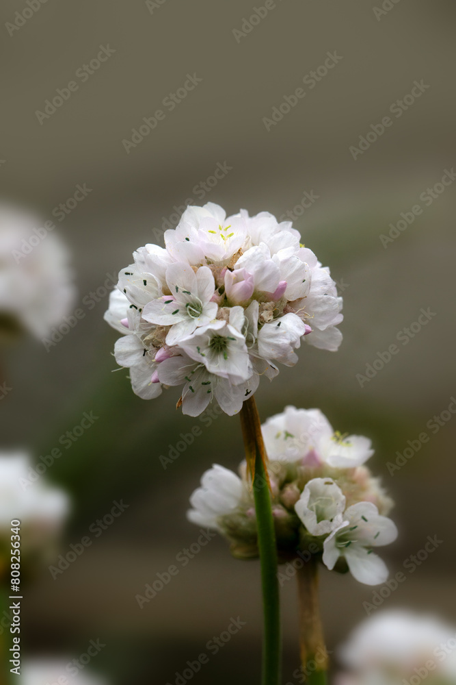Closeup of flowers of Armeria maritima 'Morning Star White' in a garden in early summer Closeup of flowers of Armeria maritima 'Morning Star White' in a garden in early summer