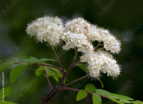 Closeup of flowers of Rowan tree (Sorbus aucuparia) in a garden in spring