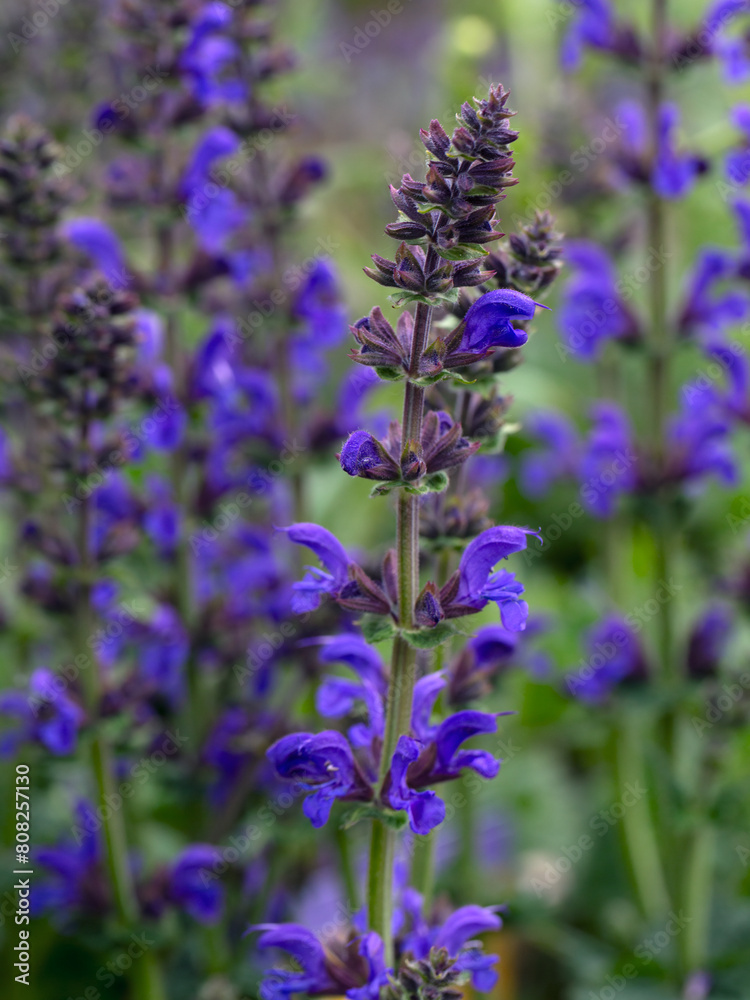 Obraz premium Closeup of flowers of Salvia 'Midnight Model' in a garden in early summer